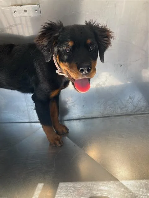 A baby large-sized female Rottweiler dog named Patience for adoption in Dallas, TX