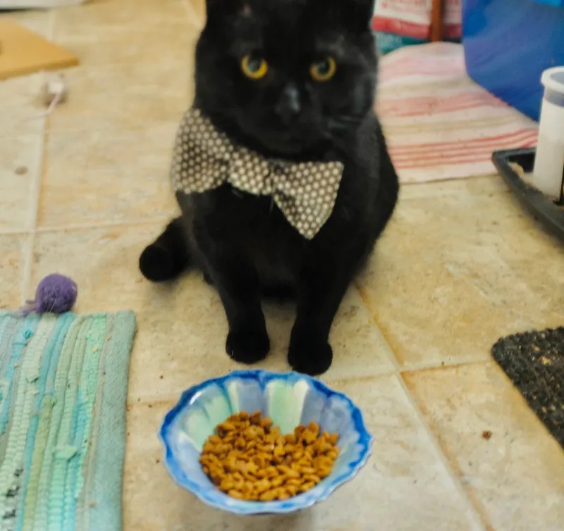 Sprocket thumbnail 3