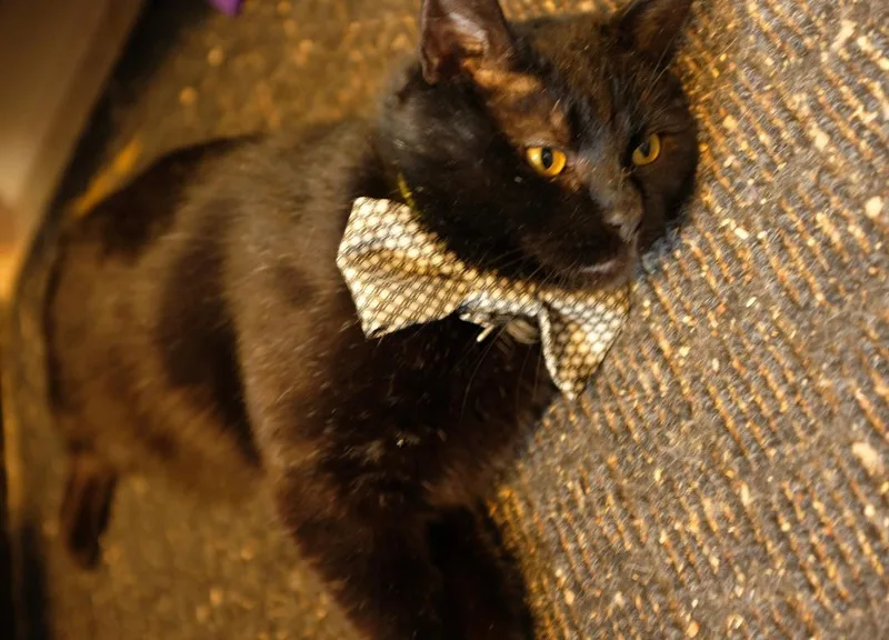 Sprocket thumbnail 6