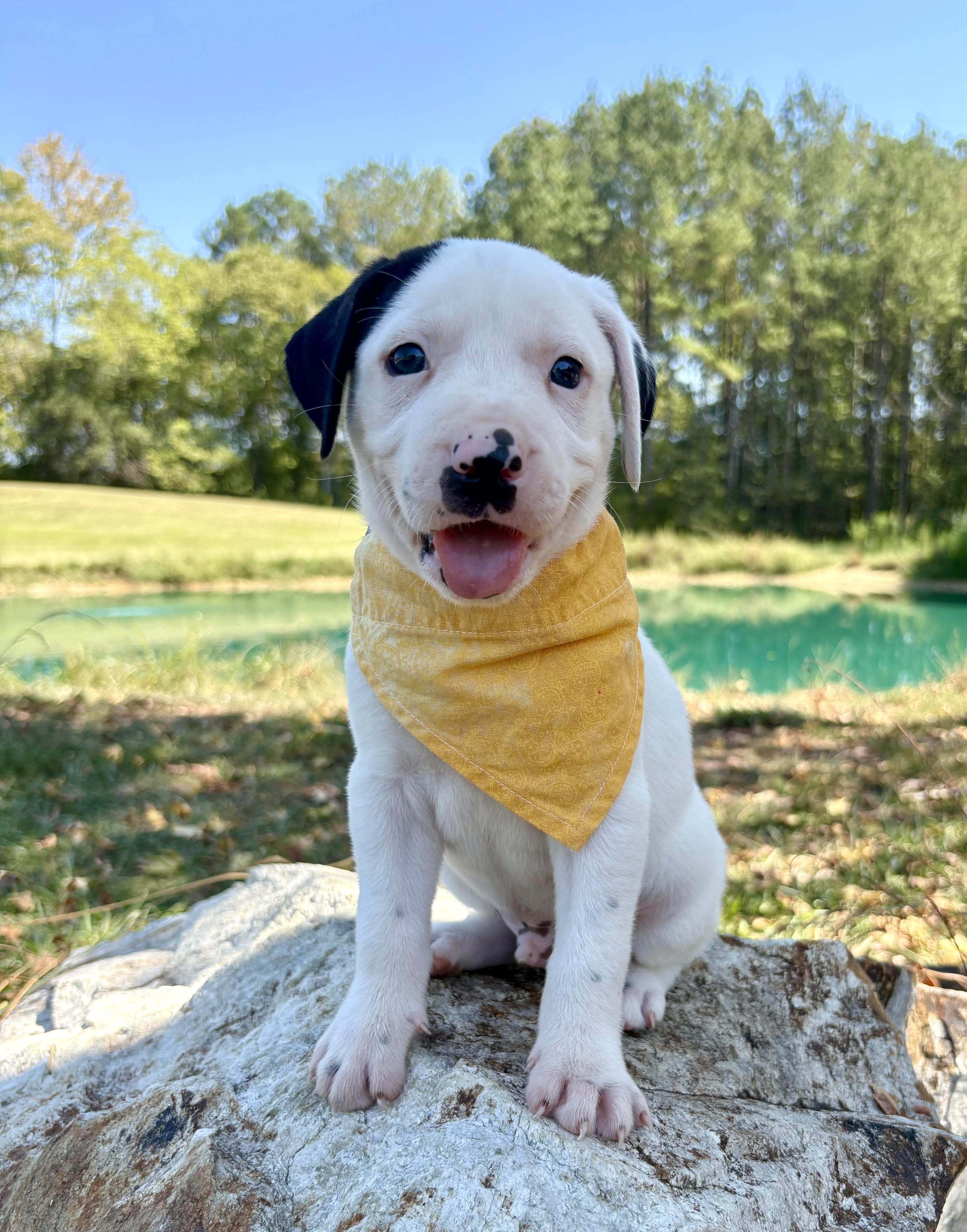 A baby medium-sized male American Staffordshire Terrier dog named Yahtzee for adoption in Pittsboro, NC