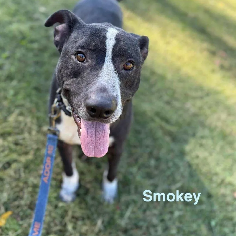 An adult medium-sized male Black Border Collie dog named Smokey for adoption in Caryville, TN