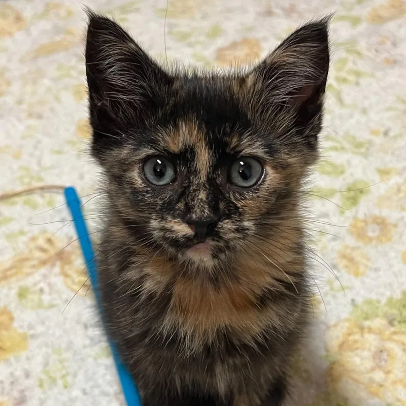 A baby medium-sized female Domestic Long Hair cat named Petunia for adoption in Columbia, IL