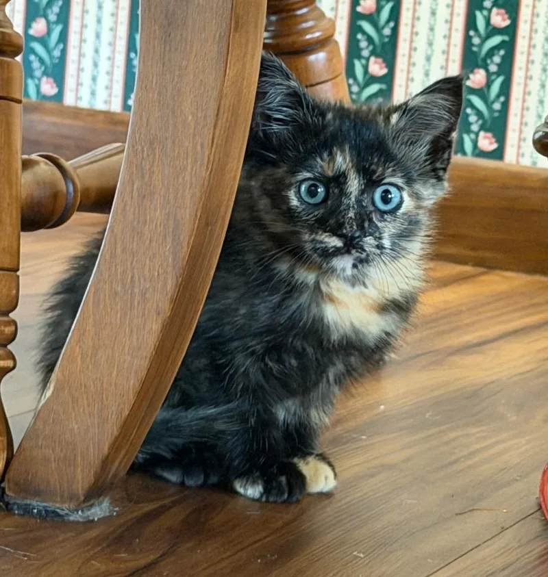 Petunia thumbnail 2