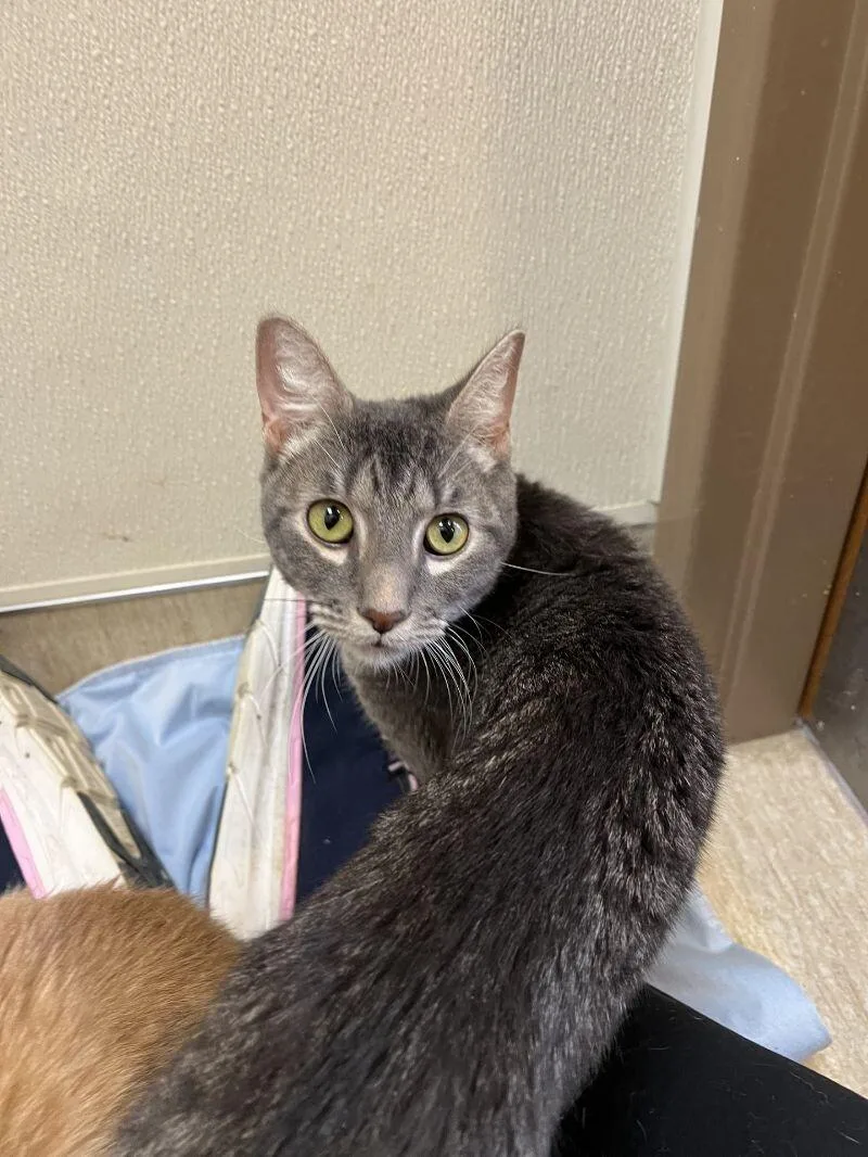 An adult small-sized male Gray / Blue / Silver Domestic Short Hair cat named Yukon for adoption in Arlington, WA