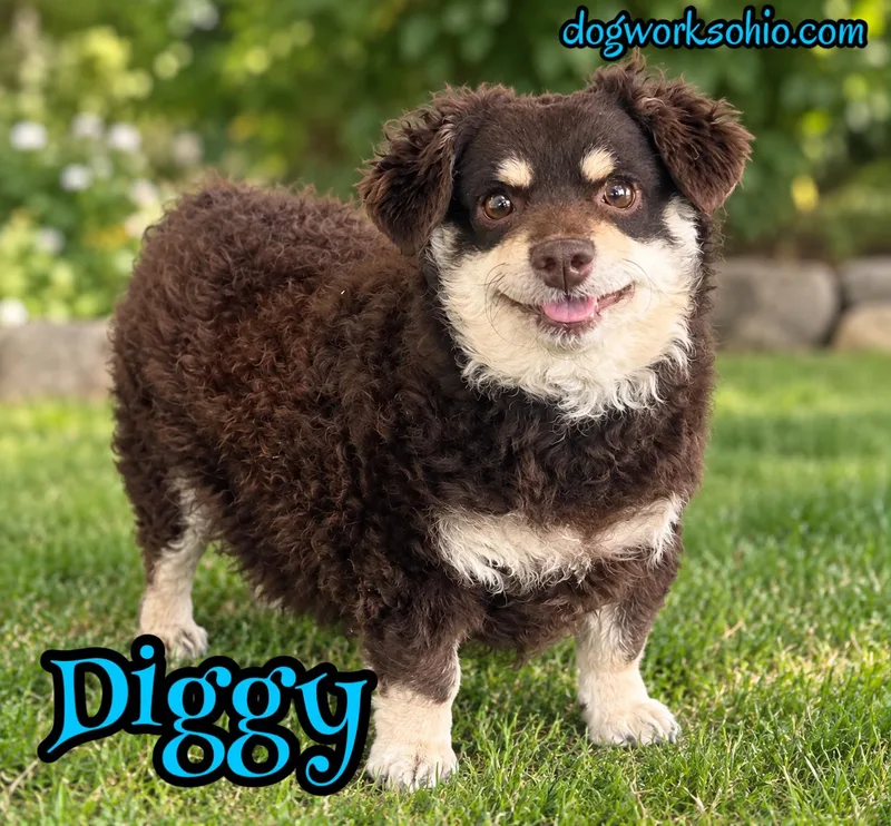 Diggy thumbnail 2
