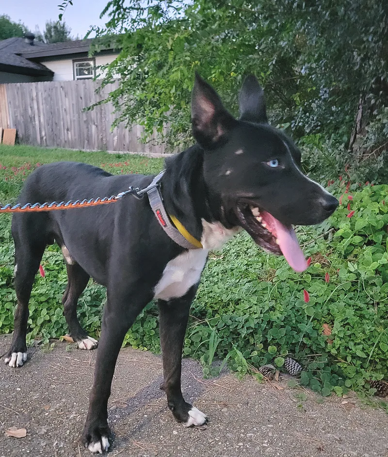 An adult medium-sized male Black Husky dog named Kazz for adoption in Houston, TX