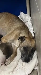 Mamas