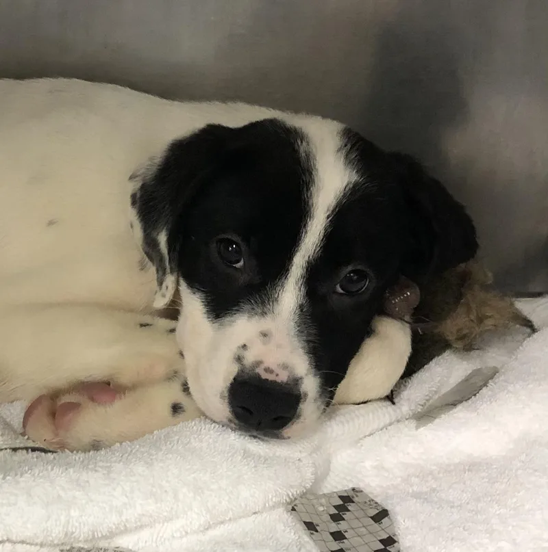A baby medium-sized male White / Cream Mixed Breed dog named Chase for adoption in Parma, OH
