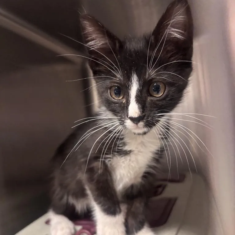 A baby small-sized female Black Domestic Short Hair cat named Nyx for adoption in Salt Lake City, UT