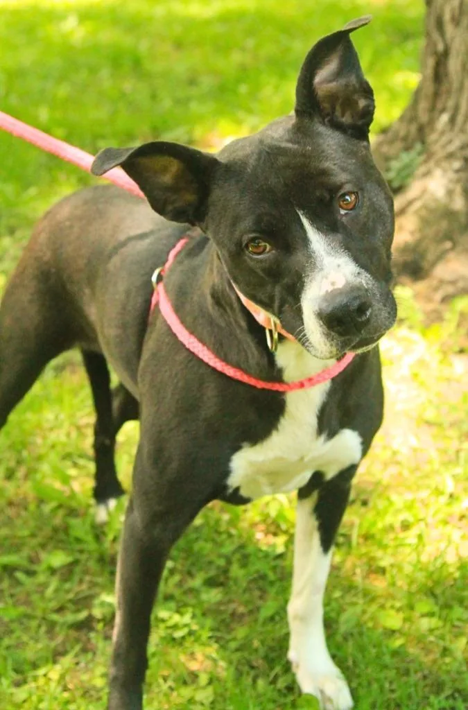 An adult medium-sized female Pit Bull Terrier dog named Millie for adoption in Utica, MI