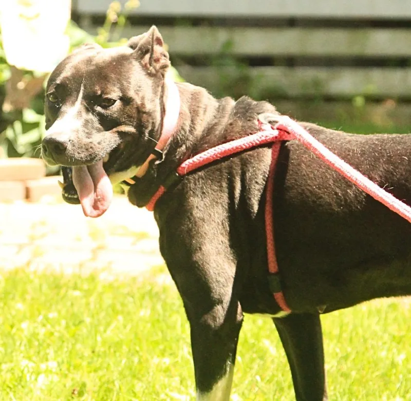 Millie thumbnail 3