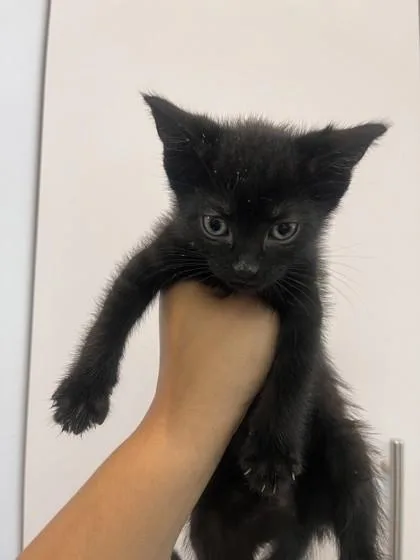 A baby small-sized female Domestic Short Hair cat named Purrloin for adoption in West Chester, PA