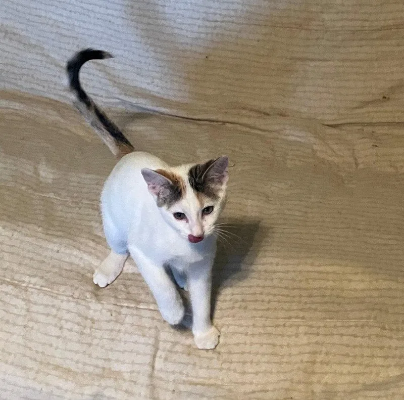 A baby small-sized female Domestic Short Hair cat named Sochi for adoption in Forest Lake, MN