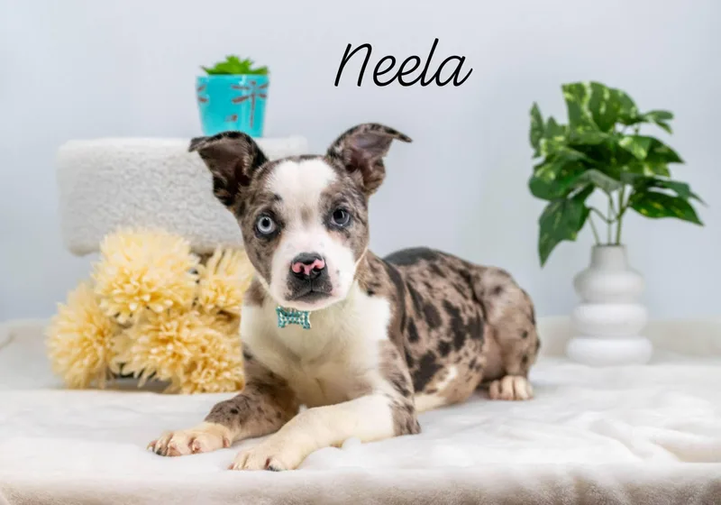 Neela