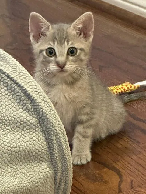 A baby medium-sized female Tabby (Gray / Blue / Silver) American Shorthair cat named Petra for adoption in Richardson, TX
