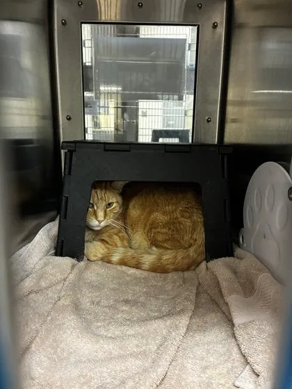 An adult large-sized male Orange / Red Domestic Short Hair cat named Tumeric for adoption in Wichita, KS