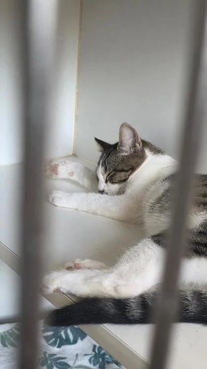 A baby small-sized male Domestic Short Hair cat named Carl for adoption in Clinton, MO