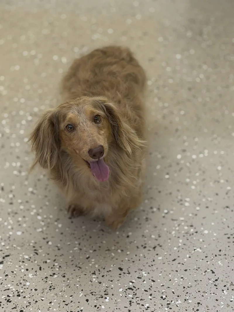 An adult small-sized male Dachshund dog named Royce for adoption in York, SC