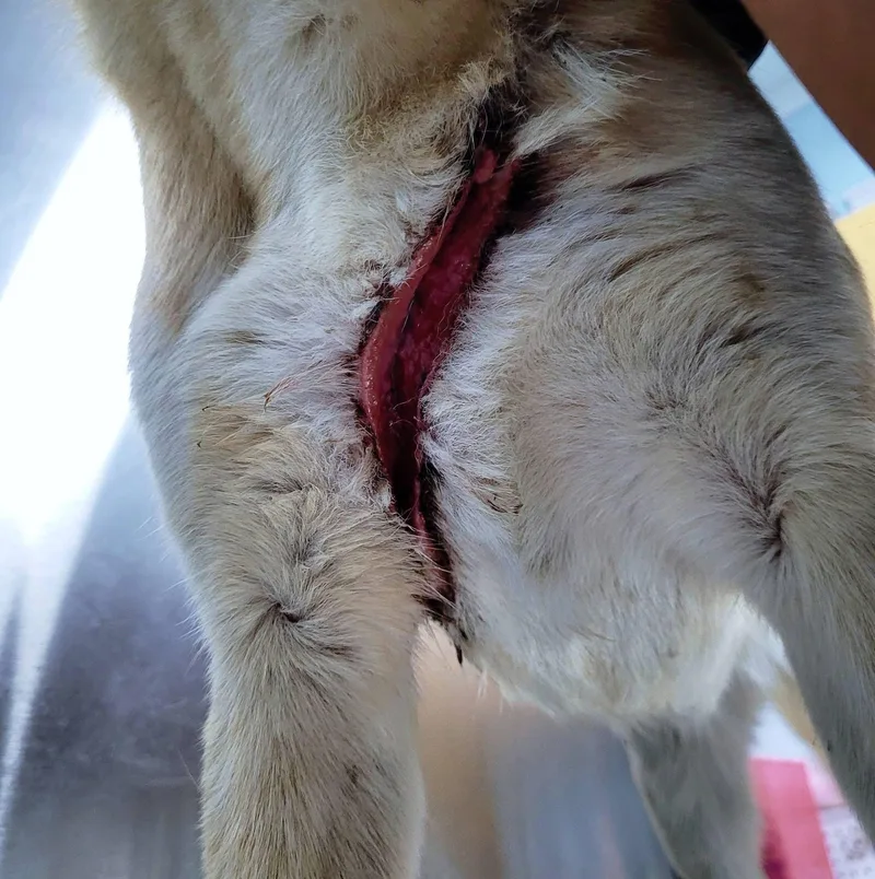 Iris Healing  Hoping… thumbnail 3