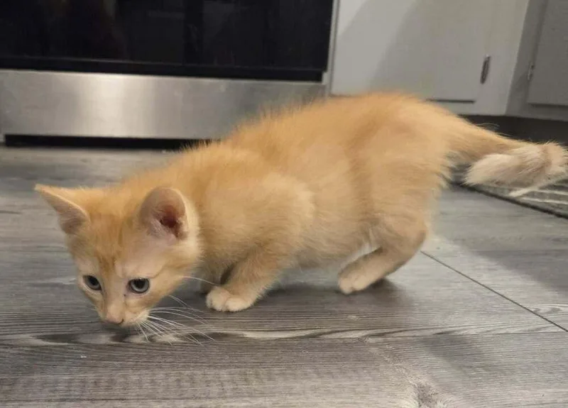 A baby small-sized male Domestic Short Hair cat named Piston Beltz for adoption in Peoria, IL