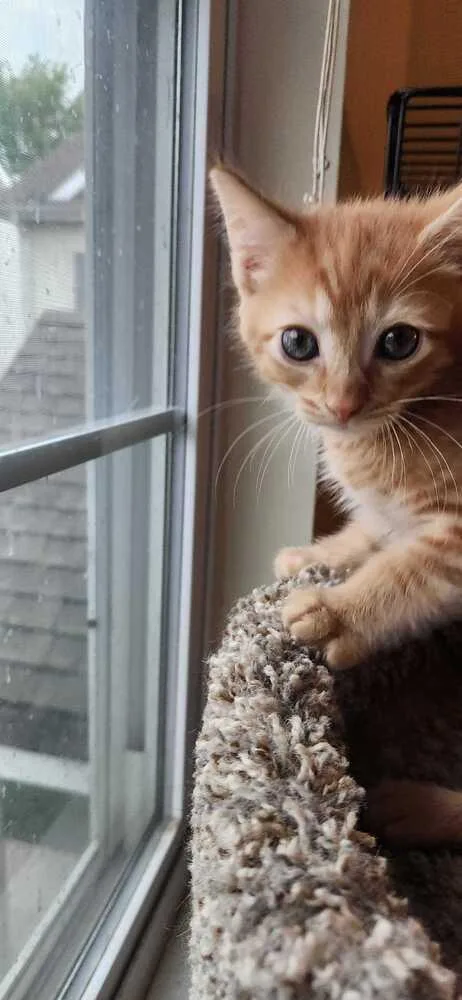 A baby medium-sized male Tabby (Orange / Red) Domestic Short Hair cat named Phoenix for adoption in North Brunswick, NJ
