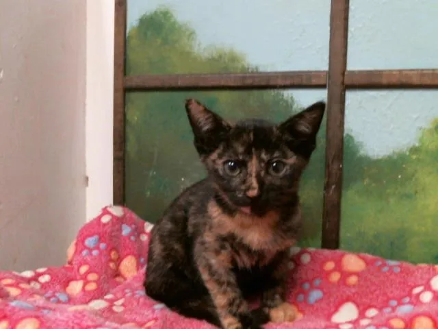 A baby small-sized female Domestic Short Hair cat named Bell for adoption in Houston, TX