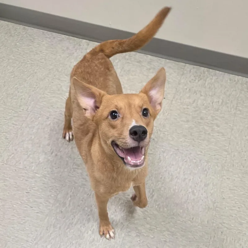 Mrs Claus thumbnail 2