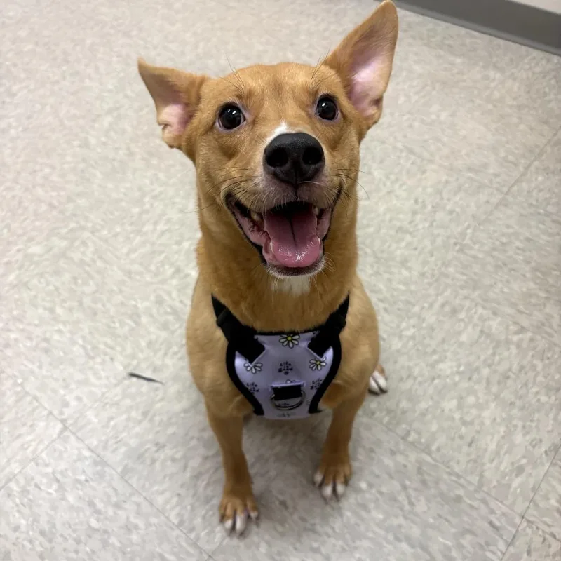 Mrs Claus thumbnail 3