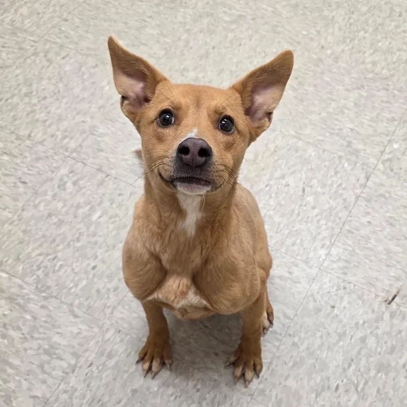 Mrs Claus thumbnail 4