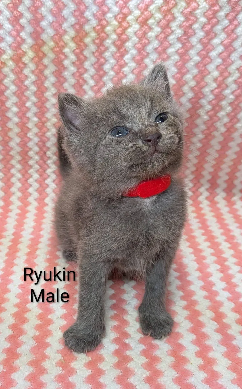 A baby small-sized male Gray / Blue / Silver Russian Blue cat named Ryukin for adoption in Clarksville, TN