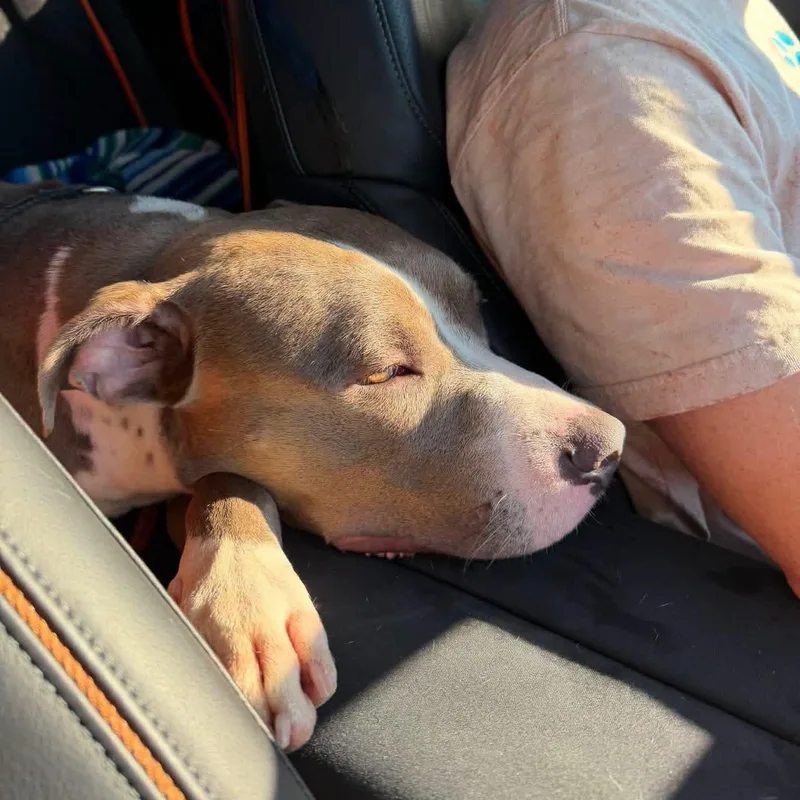 A young large-sized male Bicolor Pit Bull Terrier dog named Lamington for adoption in Naperville, IL