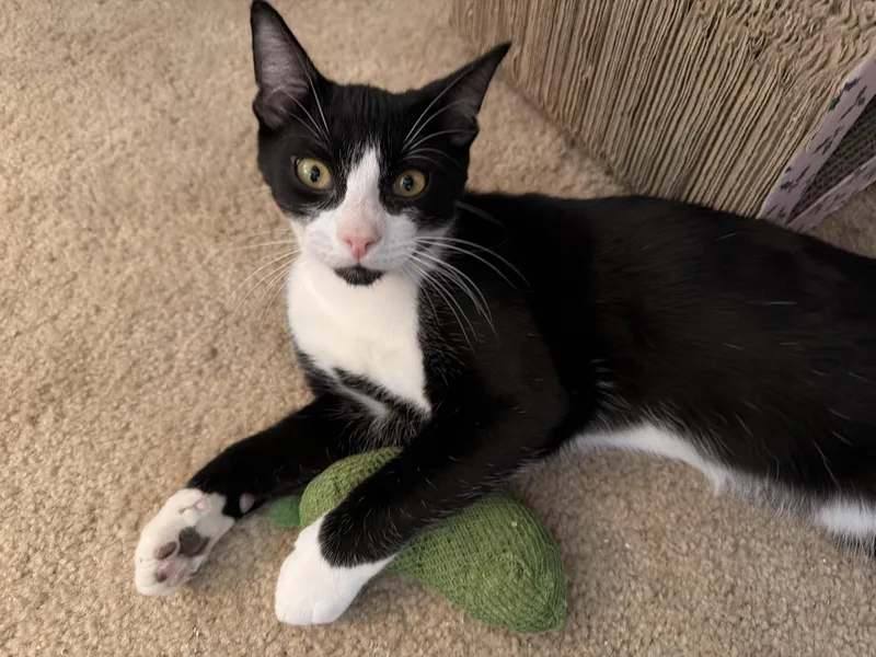 A young small-sized male Domestic Short Hair cat named Tommy for adoption in Long Beach, CA