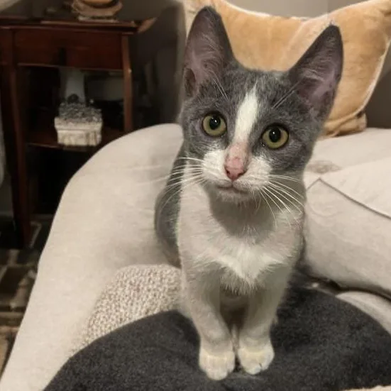 A baby medium-sized female Gray & White Domestic Short Hair cat named PattyMelt for adoption in Houston, TX