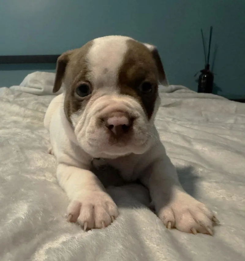 Thunder  The Wrecking