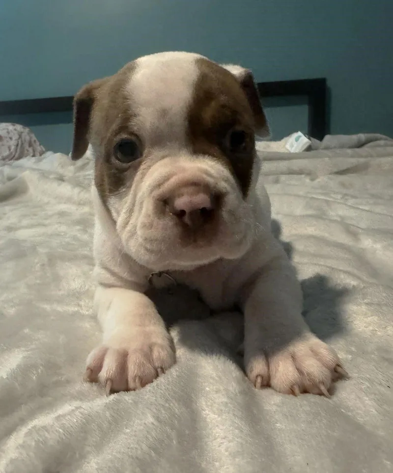 Thunder  The Wrecking thumbnail 2