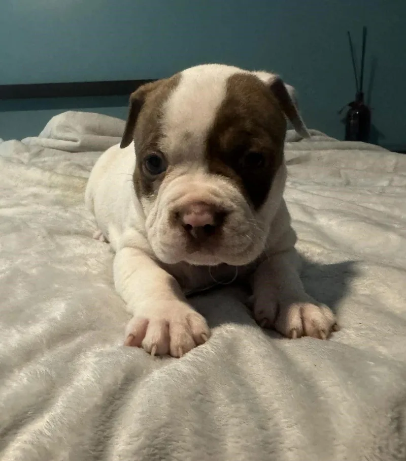 Thunder  The Wrecking thumbnail 3