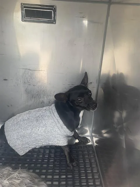 A young small-sized male Chihuahua dog named Daisy for adoption in Dallas, TX