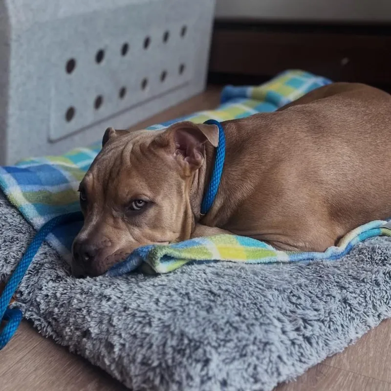 A baby medium-sized male Pit Bull Terrier dog named Toad for adoption in Philadelphia, PA