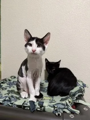 A baby small-sized male Domestic Short Hair cat named Poltergeist for adoption in Pleasanton, CA