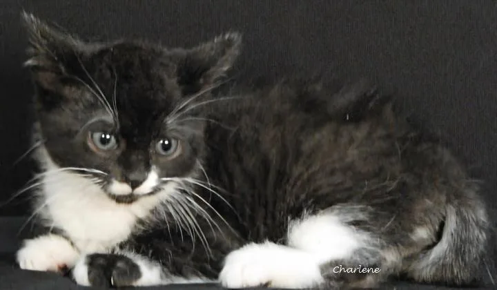 A baby medium-sized male Black & White / Tuxedo Domestic Short Hair cat named Menace for adoption in Newland, NC