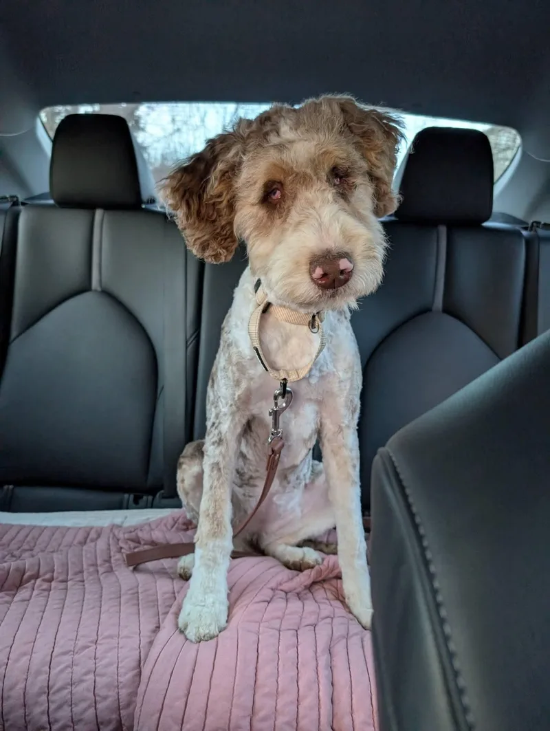 A young medium-sized female Aussiedoodle dog named Roomba   $ for adoption in Milwaukee, WI