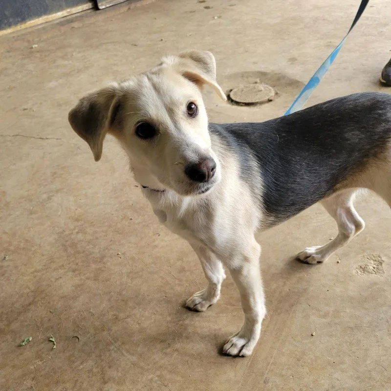 A baby large-sized female Terrier dog named Sammi for adoption in Bloomfield, CT