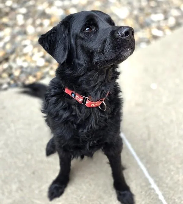 Buddy