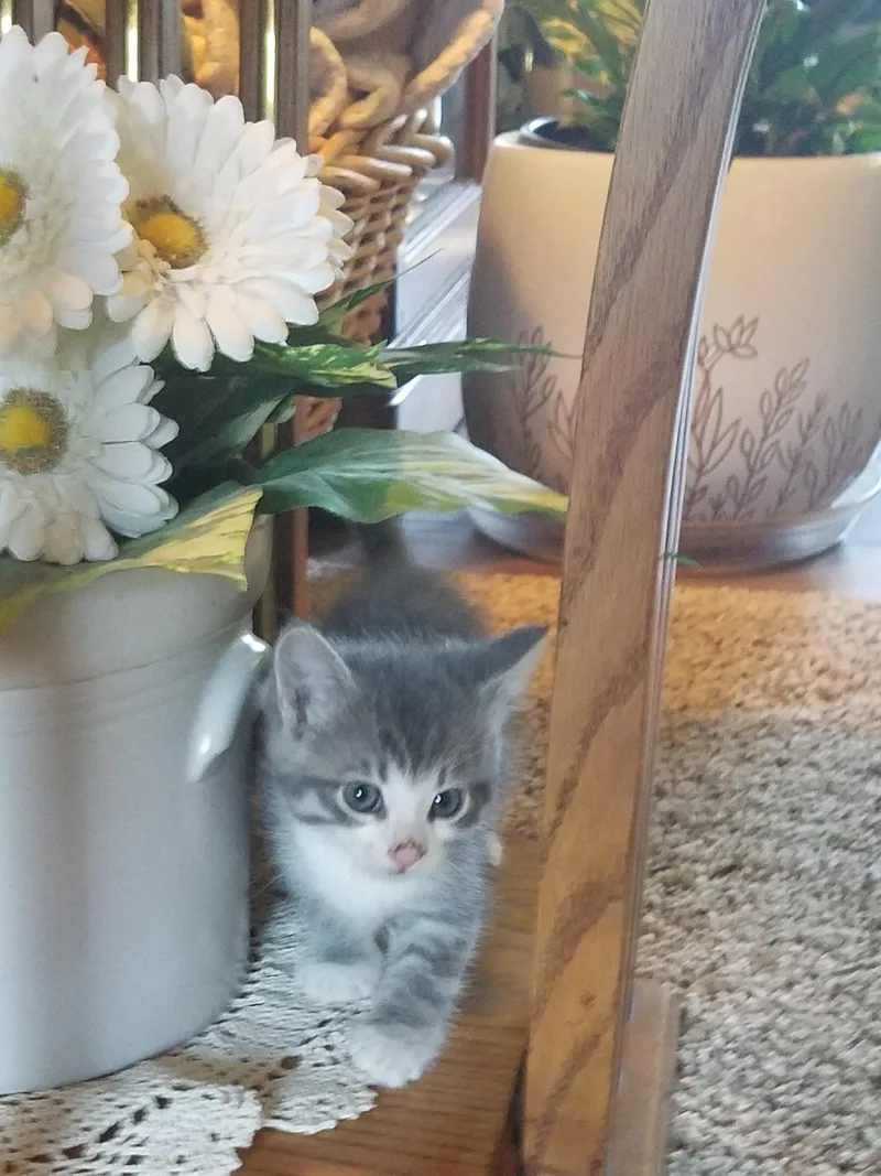 A baby medium-sized female Gray & White Domestic Medium Hair cat named Socks for adoption in Pocatello, ID