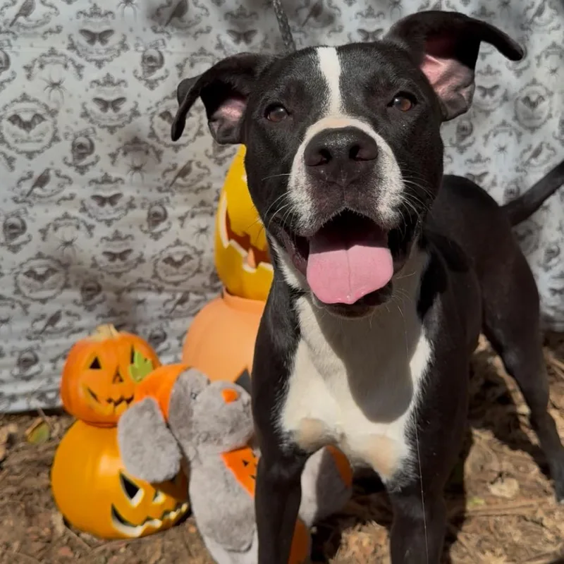 An adult medium-sized male Mixed Breed dog named Pierce for adoption in Deerfield, IL