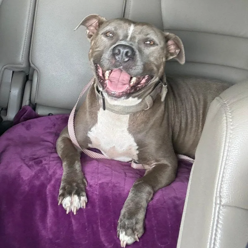 An adult large-sized male Gray / Blue / Silver Pit Bull Terrier dog named Kane for adoption in Galveston, TX