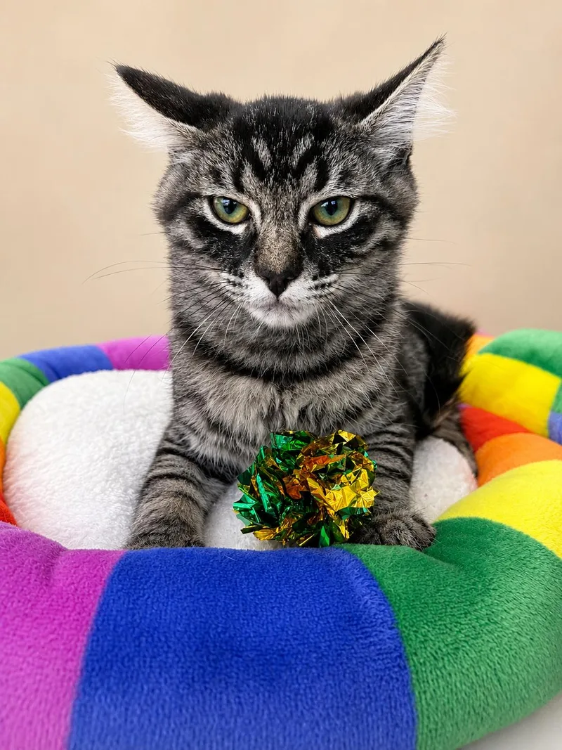 A baby small-sized male Domestic Short Hair cat named Clark kent for adoption in Rio Linda, CA