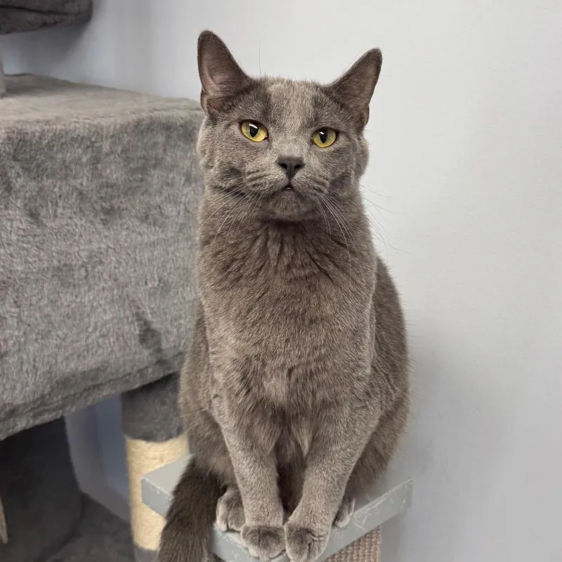 A young large-sized male Gray / Blue / Silver Domestic Short Hair cat named Smudge for adoption in Zimmerman, MN