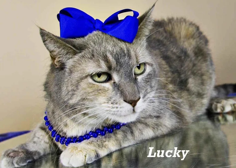 An adult medium-sized female Dilute Tortoiseshell cat named Lucky for adoption in York, NE