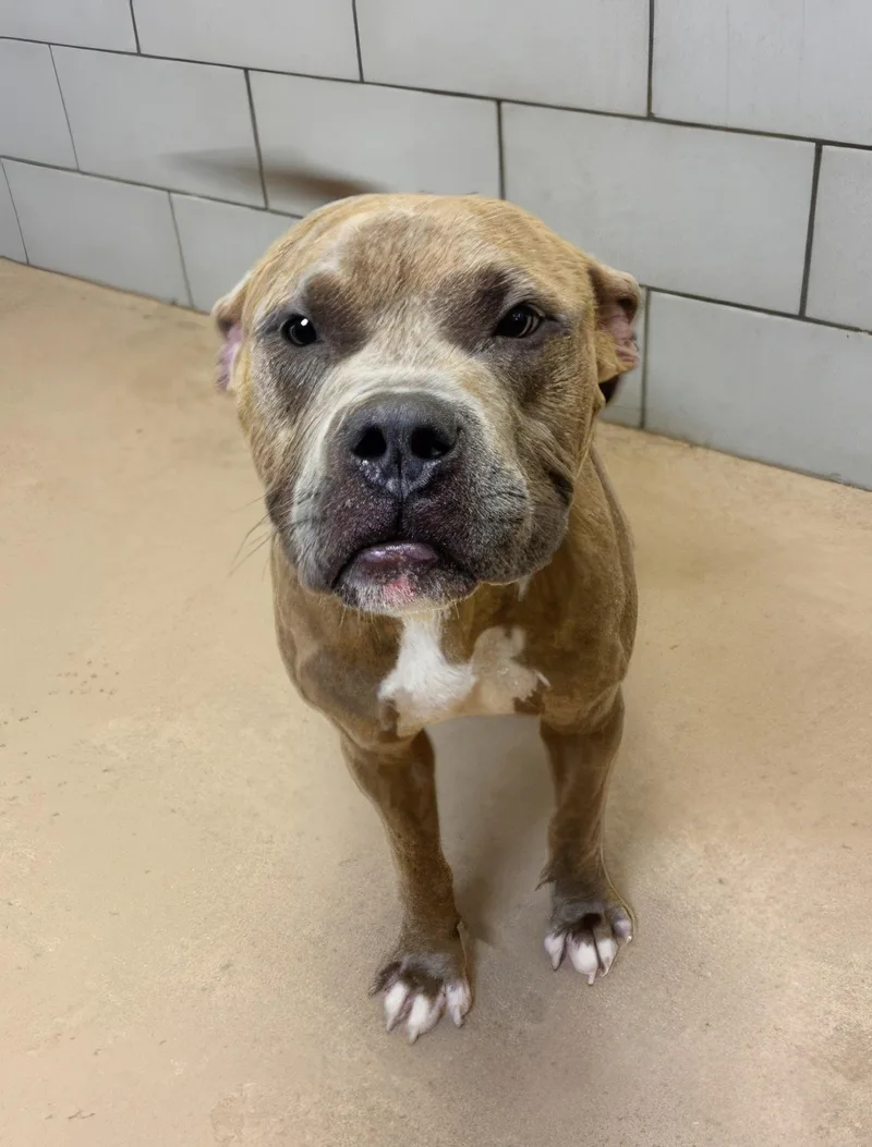 An adult medium-sized male Brown / Chocolate Mixed Breed dog named Apple Juice for adoption in Nashville, TN